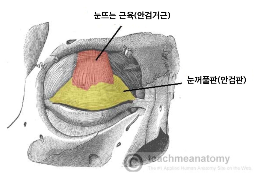 안검거근