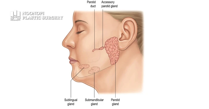 Location of salivary glands in face