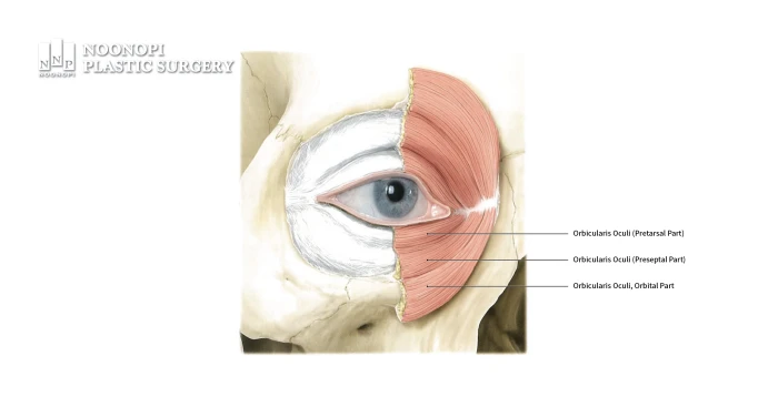 Anatomy showing the 3 parts of the orbicularis oculi muscle